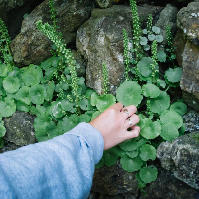 Beginner Foraging Walk: Wild food walking tour & tasters - Where the walk starts, and what that means for your time