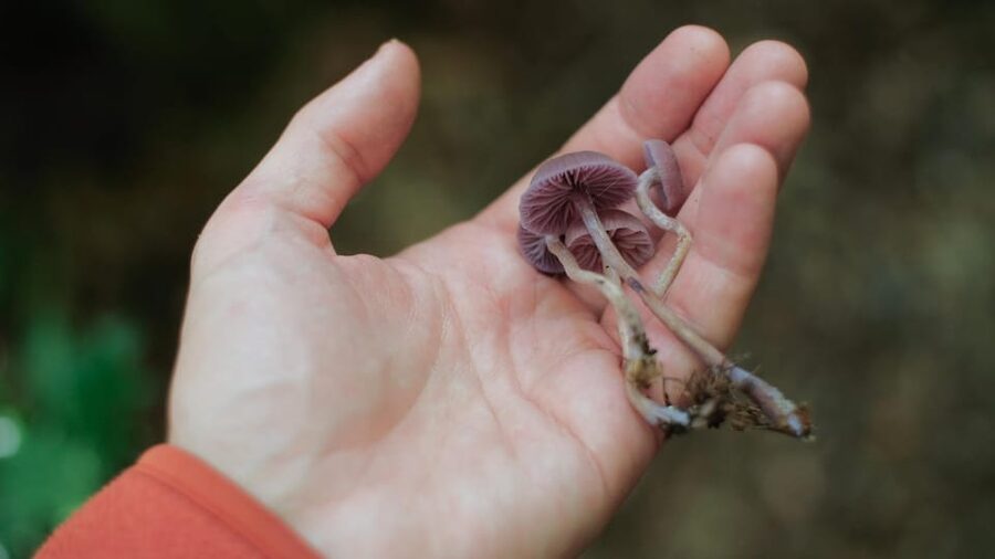 Beginner Foraging Walk: Wild food walking tour & tasters - What stops look like during the walk (and where you get value)