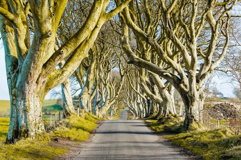 Belfast: Giant's Causeway, Dark Hedges, and Dunluce Castle - The short route from Belfast to Northern Ireland’s big icons