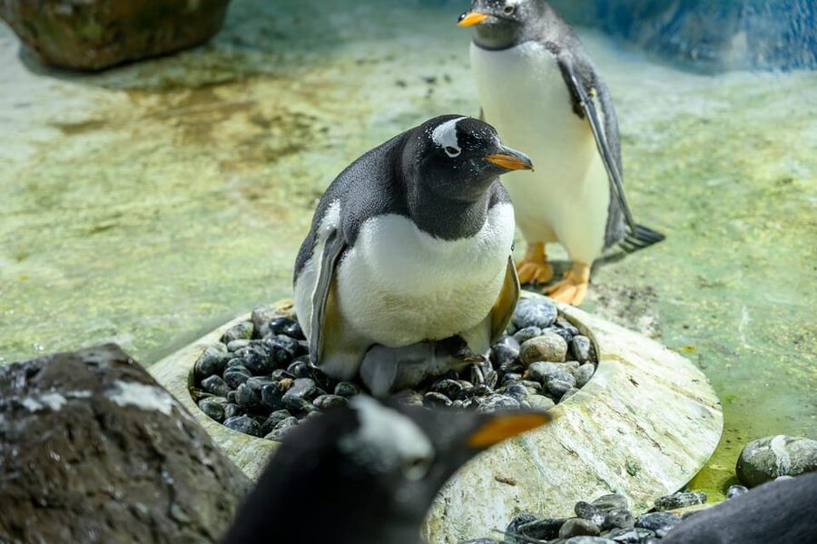 Birmingham: Cadbury World + SEA LIFE + LEGOLAND Discovery - Price and Value: What $67.36 Per Person Buys You