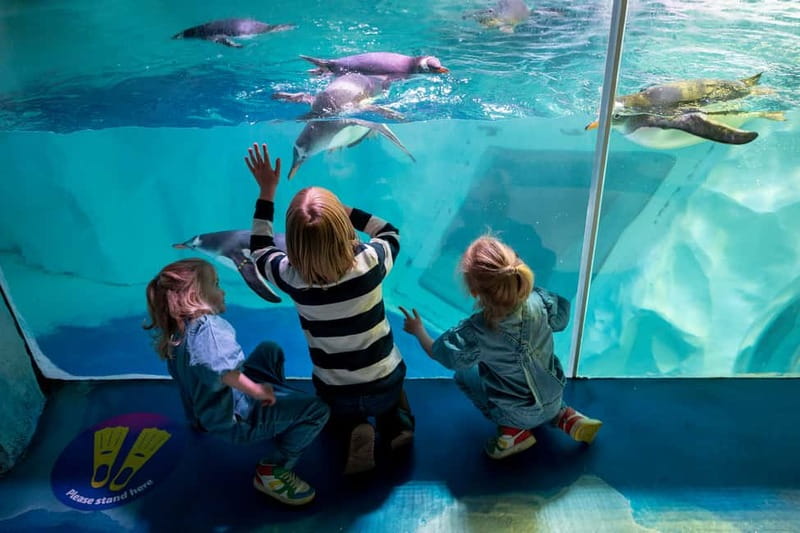 Birmingham: National Sea Life Centre Entrance Ticket - Key highlights to clock before you go