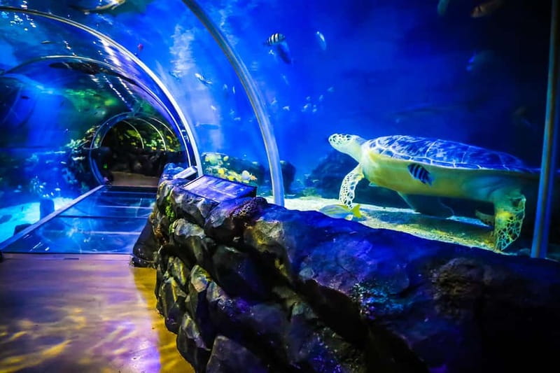 Birmingham: National Sea Life Centre Entrance Ticket - The 4D Cinema: a piranha story break with added effects