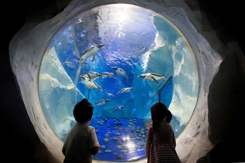 Birmingham: National Sea Life Centre Entrance Ticket - Interactive Rockpool: touch the sea stars, urchins, and anemones