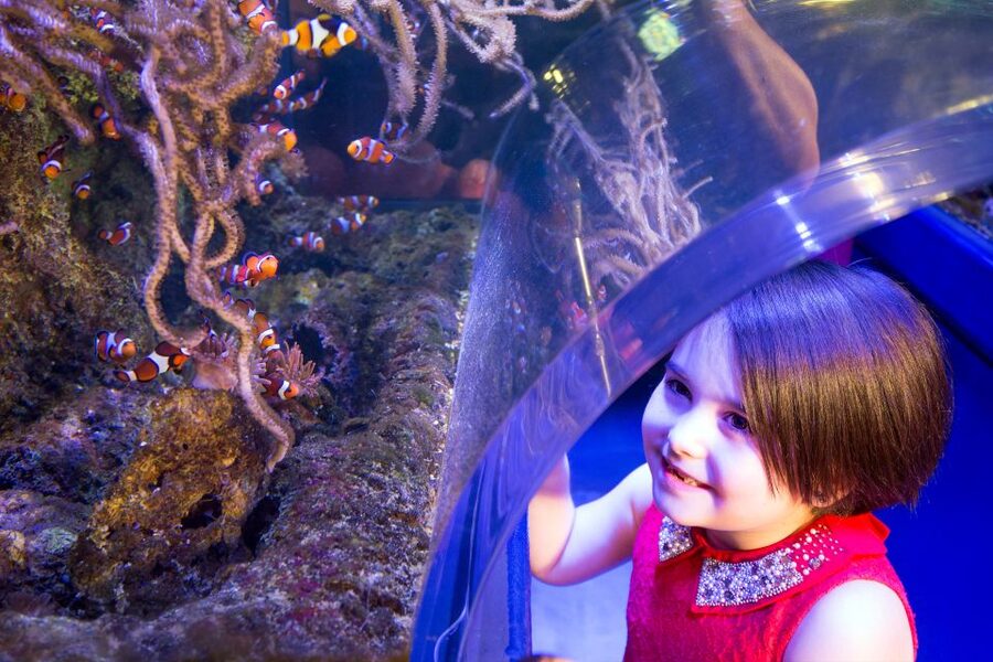 Birmingham: National Sea Life Centre Entrance Ticket - Price and value: is a $25 ticket a fair deal?