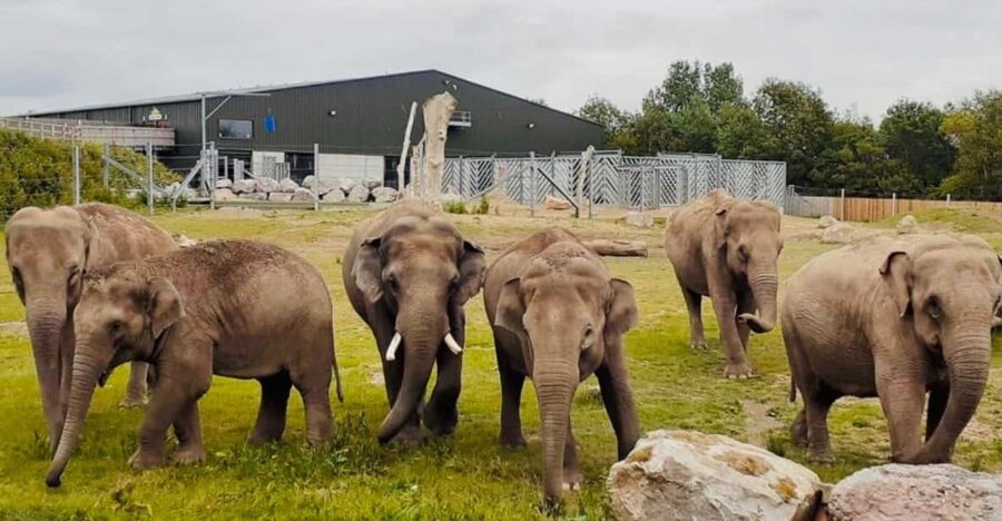 Blackpool: Zoo Admission Ticket - Elephant power at Project Elephant Base Camp