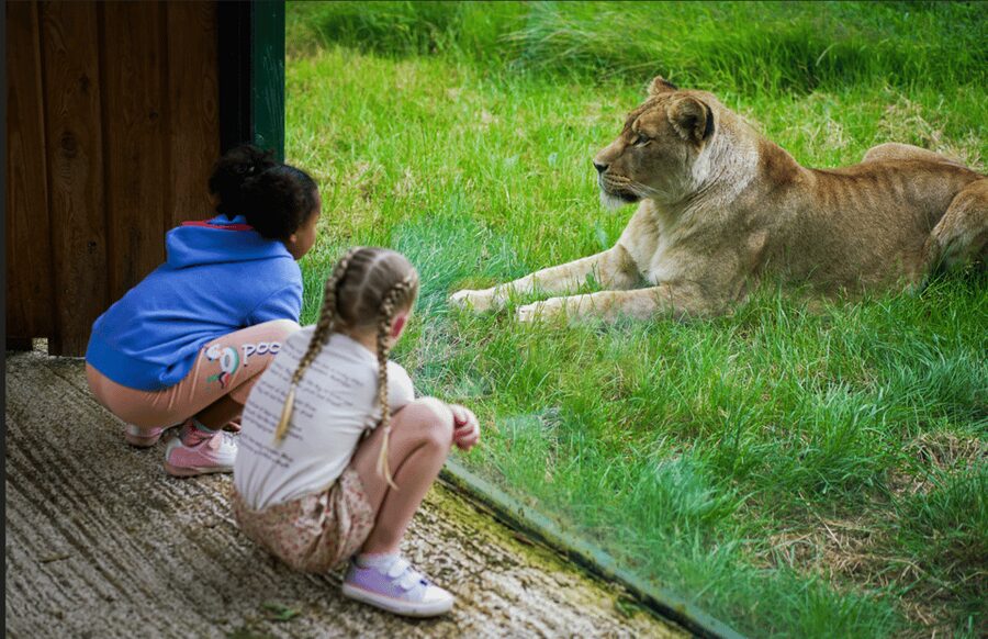 Blackpool: Zoo Admission Ticket - Big Cats and the morning advantage
