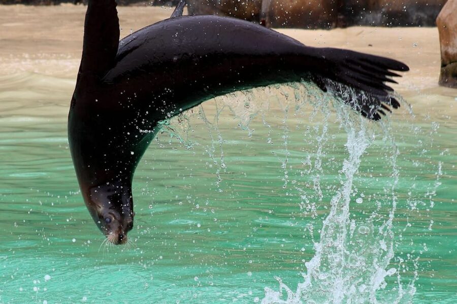 Blackpool: Zoo Admission Ticket - Walk-through exhibits: getting up close the fun way