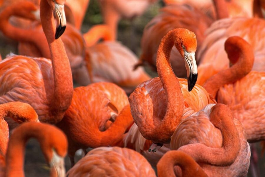 Blackpool: Zoo Admission Ticket - The rest of the animal kingdom, from aardvarks to meerkats
