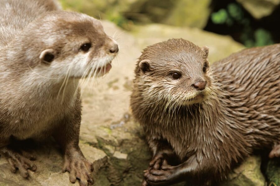 Bournemouth Oceanarium Ticket - The Abyss and Key West vibe, when you want variety beyond the headline tanks