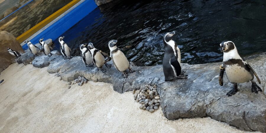 Bournemouth Oceanarium Ticket - Feeding times and presentations: how to structure your day