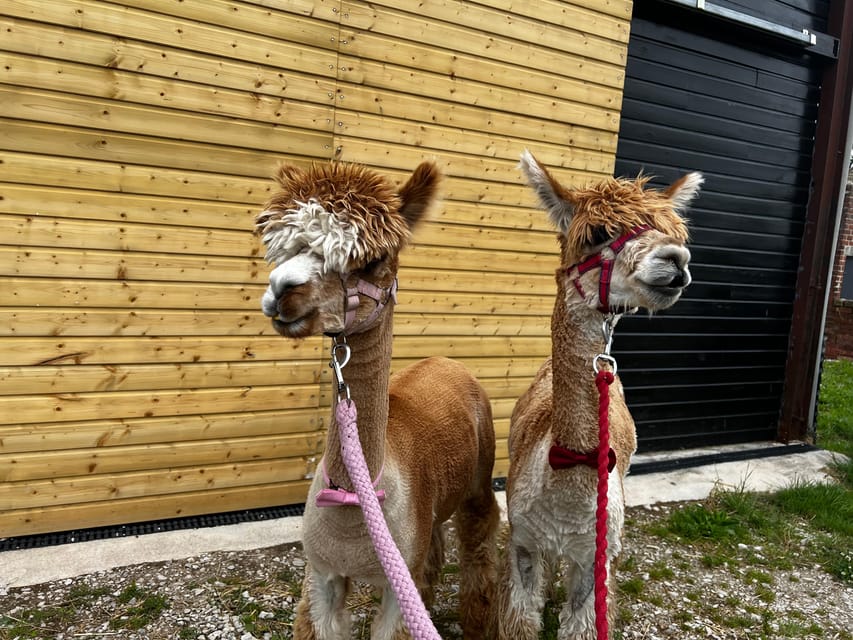 Brackenfield: Alpaca Trek - Who Should Book the Brackenfield Alpaca Trek?
