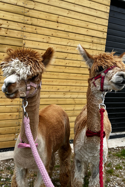 Brackenfield: Alpaca Trek - The Induction: What Your Guide Covers Before You Step Out