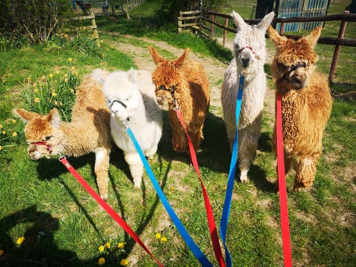 Brackenfield: Alpaca Trek - The Trek Around Amber Valley: Your Walk With or Without an Alpaca