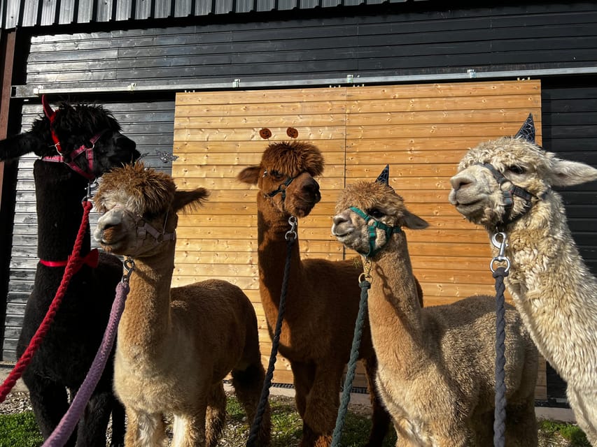 Brackenfield: Alpaca Trek - Hand Feeding in the Paddocks: The Calm, Guided Moment Everyone Remembers