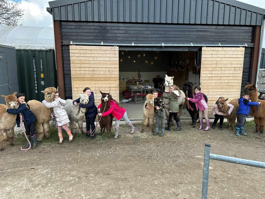 Brackenfield: Alpaca Trek - Rustic Barn Refreshments, Weekend Shortbread, and the On-Site Shop