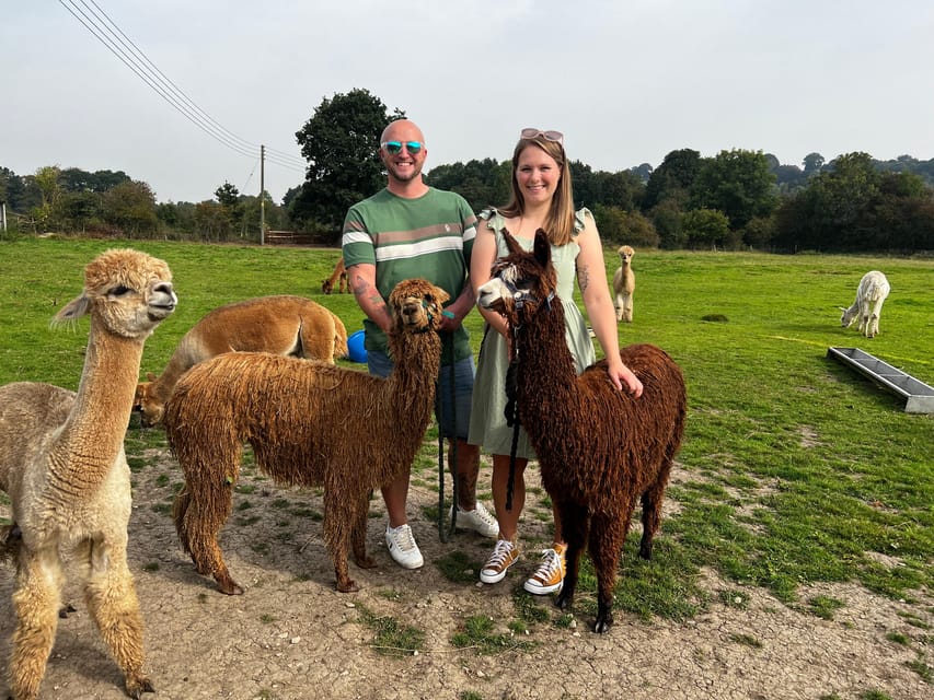 Brackenfield: Alpaca Trek - Price and Value: Why $33 Makes Sense for What You Actually Get