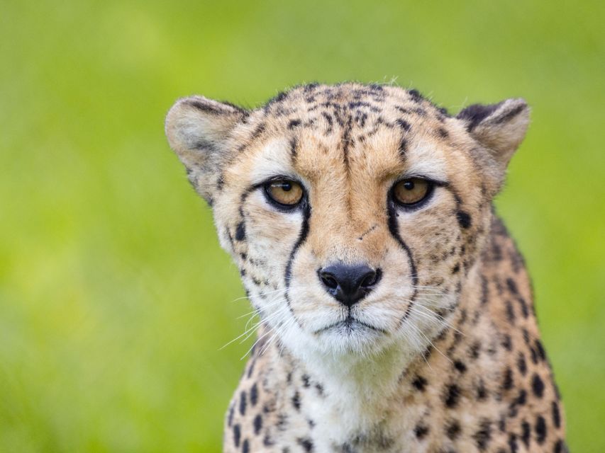 Bristol: Bristol Zoo Project Entry Ticket - Key highlights you can bank on