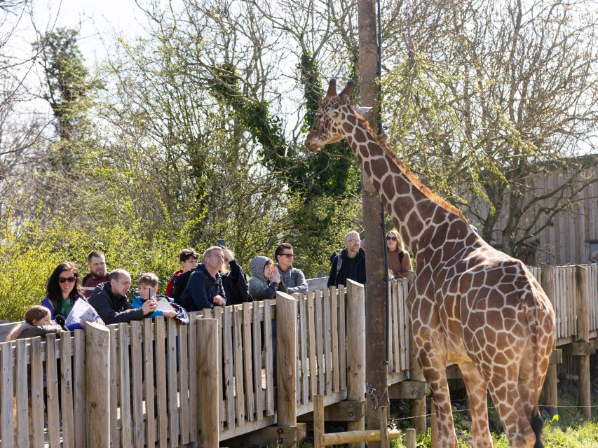 Bristol: Bristol Zoo Project Entry Ticket - Lemur Walkthrough: the close-up factor that makes this zoo memorable
