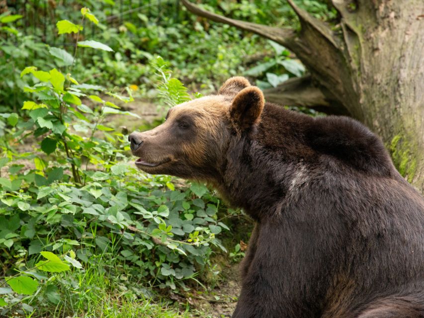 Bristol: Bristol Zoo Project Entry Ticket - Bear Wood on the raised walkway: predators, woodland history, and great viewing angles