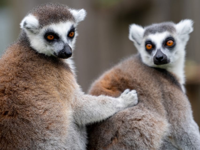 Bristol: Bristol Zoo Project Entry Ticket - Conservation mission you can actually connect to while you walk