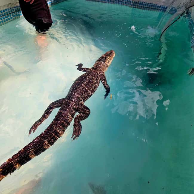 Bristol: Crocodile Swimming Experience coffee and cake - Croc Cafe Meet-Up: Where the 2-Hour Flow Starts