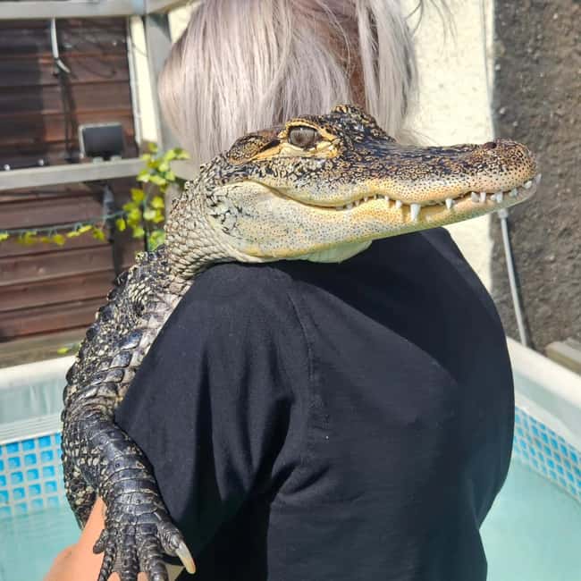Bristol: Crocodile Swimming Experience coffee and cake - Who Should Book This (and Who Should Skip It)