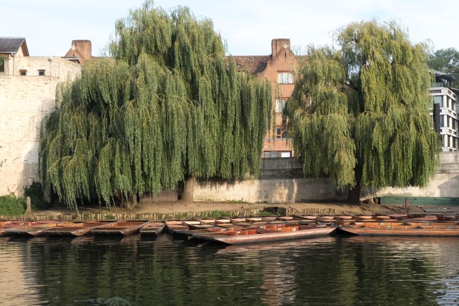 Cambridge: Punting Tour on the River Cam - Comfort, weather gear, and bringing your own treats