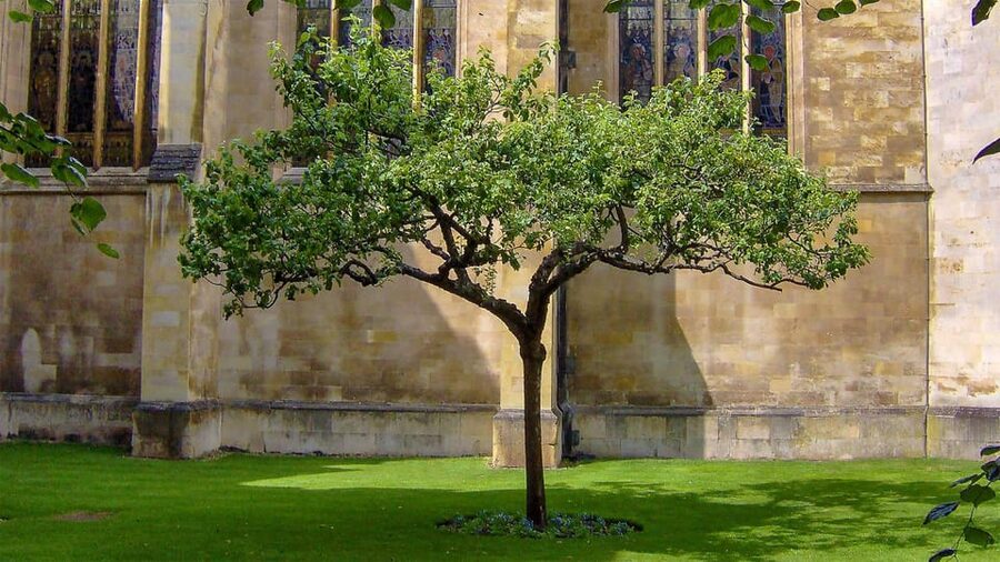 Cambridge: University Walking Tour - Who Should Book This Cambridge University Walking Tour