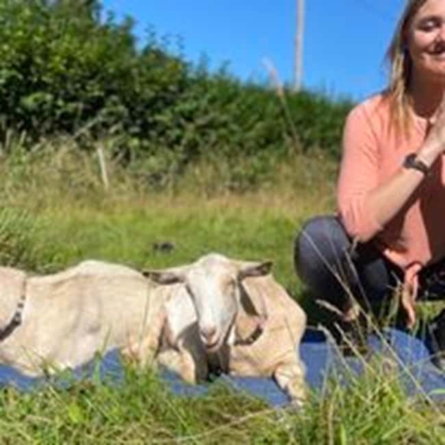 Canterbury: Yoga with Goats and Sheep - Key highlights you should care about