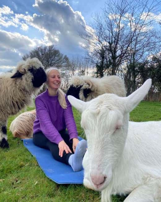 Canterbury: Yoga with Goats and Sheep - Entering Hawes Farm near Canterbury, where the animals run the schedule