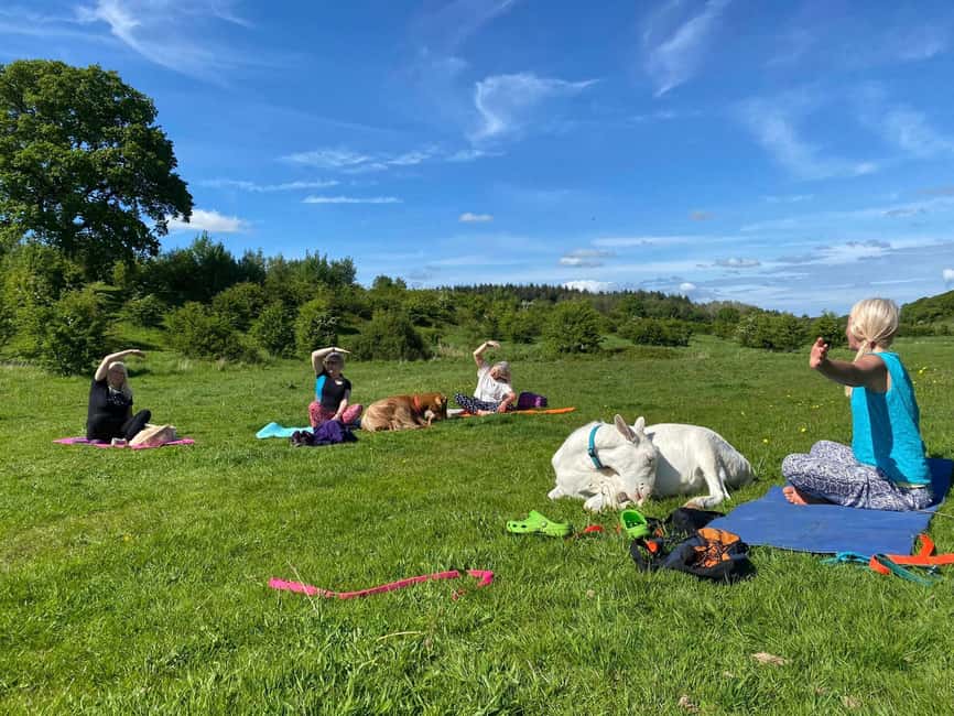 Canterbury: Yoga with Goats and Sheep - What actually happens during the yoga: poses, pauses, and goaty cuddles