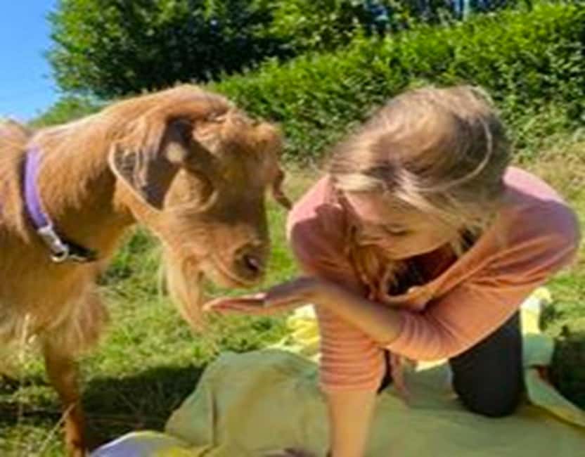 Canterbury: Yoga with Goats and Sheep - Price and value: is $47 worth 75 minutes with farm animals?