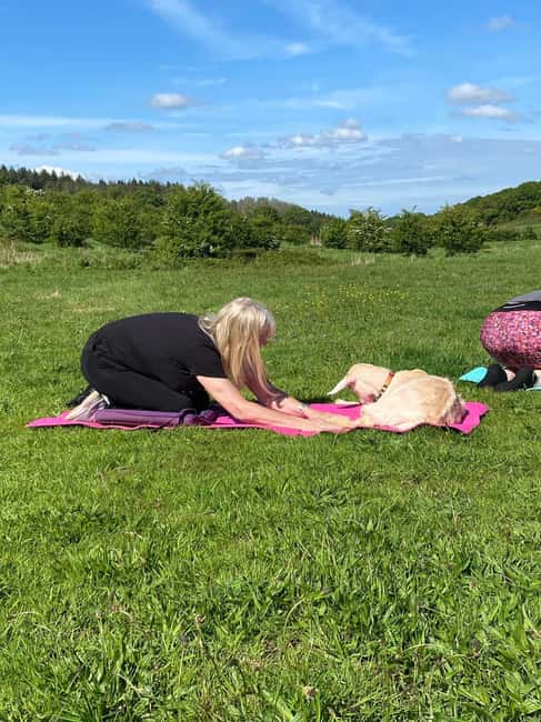Canterbury: Yoga with Goats and Sheep - The herd you meet: goats, sheep, and the cast names Hannah shares