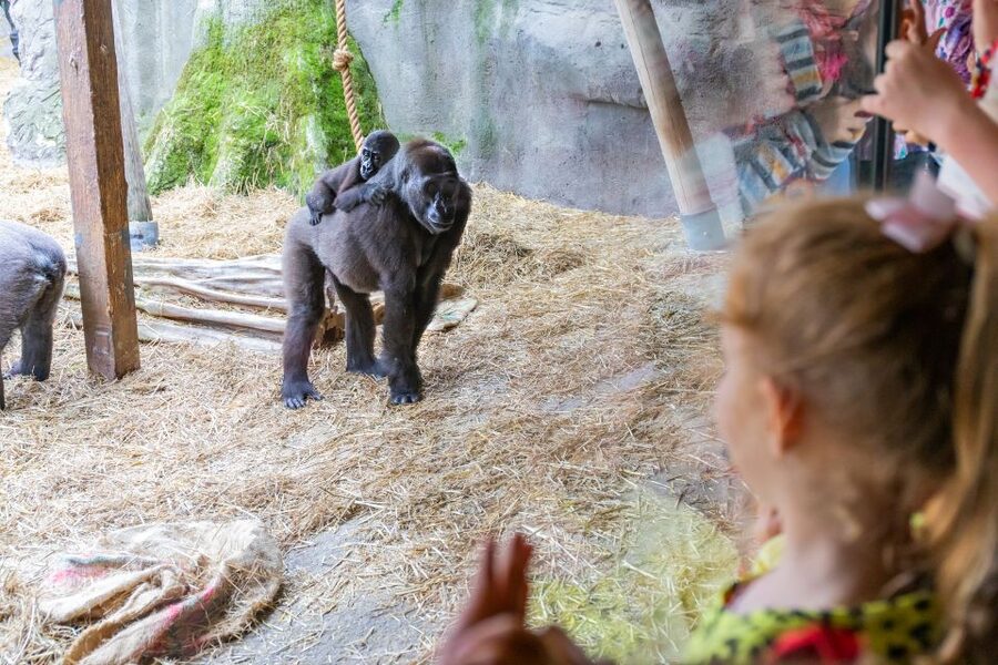 Chessington World of Adventures Resort: Entrance Ticket - Is Chessington Worth Booking? Who This Ticket Suits Best