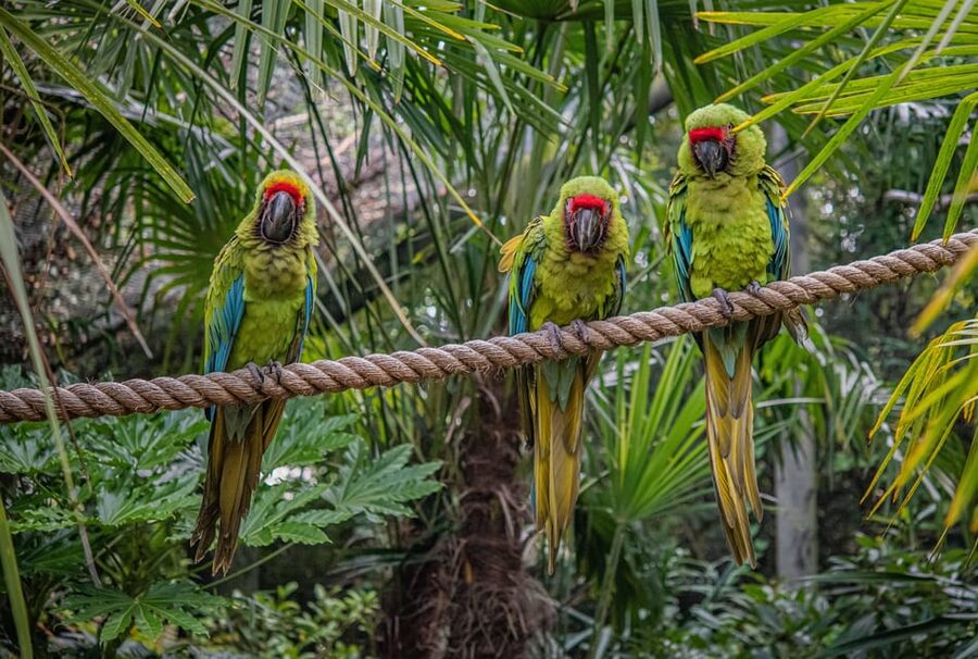 Chester: Chester Zoo Entry Ticket - Why Chester Zoo feels different from a typical zoo
