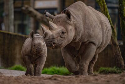 Chester Zoo Entry Ticket