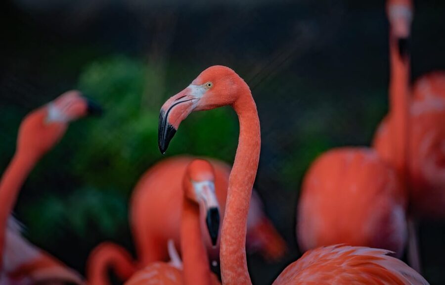 Chester: Chester Zoo Entry Ticket - Islands and the Monsoon Forest biodome, plus a lazy river reset