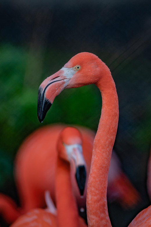 Chester: Chester Zoo Entry Ticket - Bat cave, butterfly enclosures, and indoor options for any weather