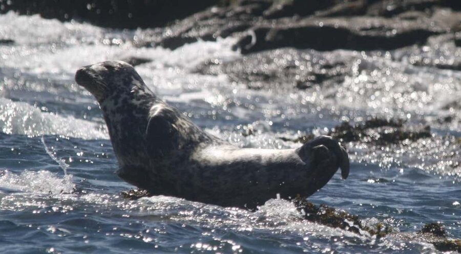 Cornwall: 2 hour Wildlife Watching RIB Tour Adventure - Key things to know before you go