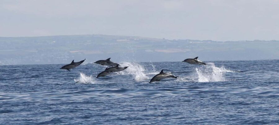 Cornwall: 2 hour Wildlife Watching RIB Tour Adventure - Mounts Bay is built for sea-life spotting