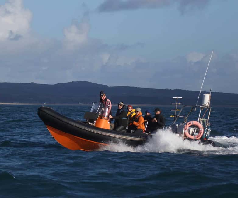 Cornwall: 2 hour Wildlife Watching RIB Tour Adventure - The two hours: how the time is used on the water