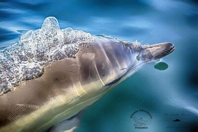 Cornwall: 2 hour Wildlife Watching RIB Tour Adventure