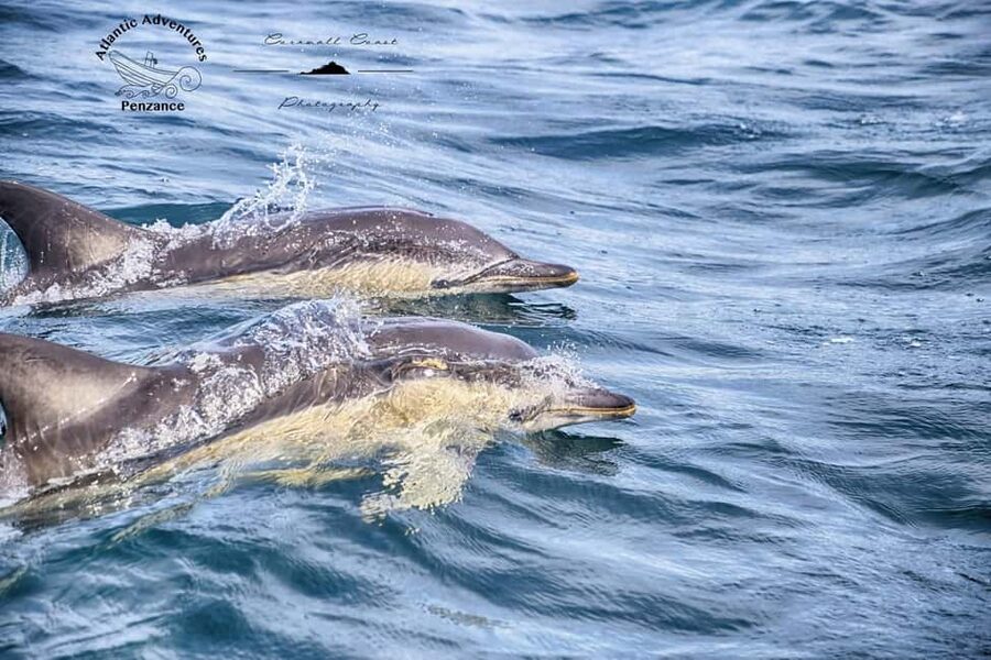 Cornwall: 2 hour Wildlife Watching RIB Tour Adventure - Wildlife you might spot, and how the guide helps