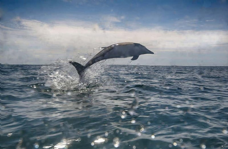 Cornwall: 2 hour Wildlife Watching RIB Tour Adventure - Staying warm and dry when you’re close to the water