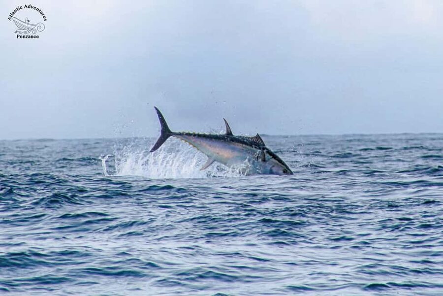 Cornwall: 2 hour Wildlife Watching RIB Tour Adventure - Where the tour starts, and how to find the boat