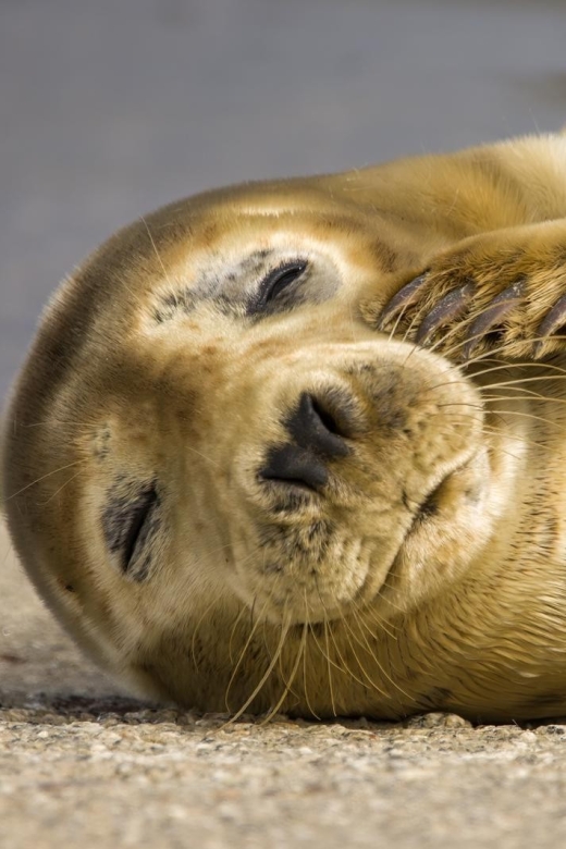 Cornwall: Guided Seal Safari by Boat - Key Highlights You’ll Actually Feel On the Water