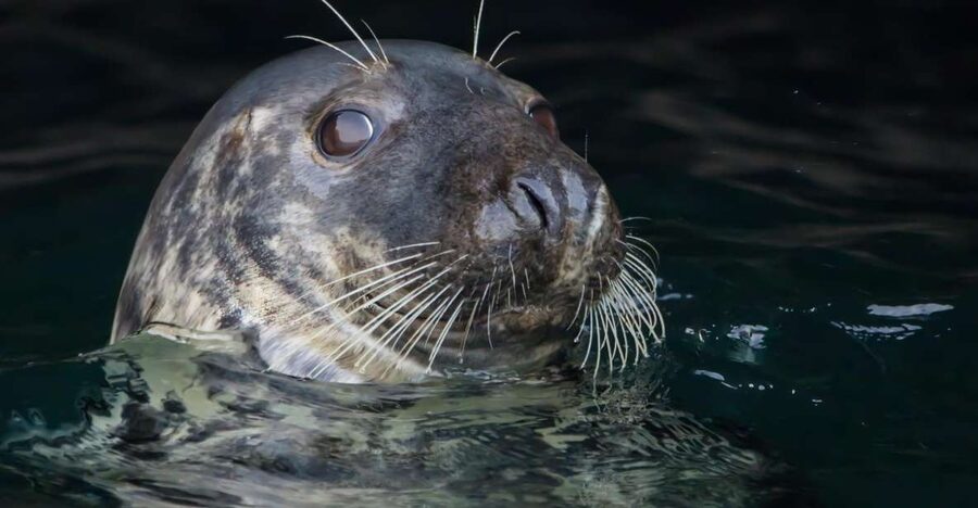 Cornwall: Guided Seal Safari by Boat - What Happens Along the Coast: How the Guides Find Seals (and Why You Might Go Offshore)