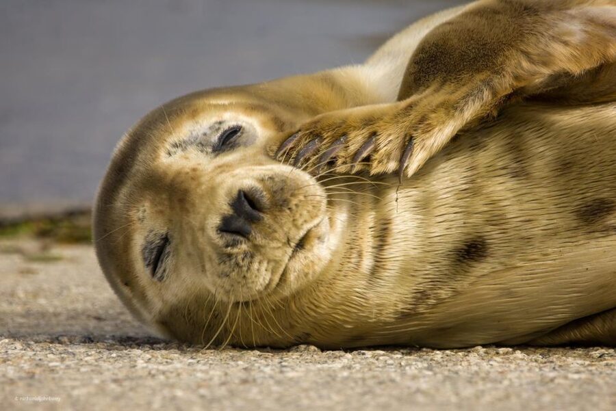 Cornwall: Guided Seal Safari by Boat - The Wildlife You Can Expect: Seals, Seabirds, and the Dolphin Chance