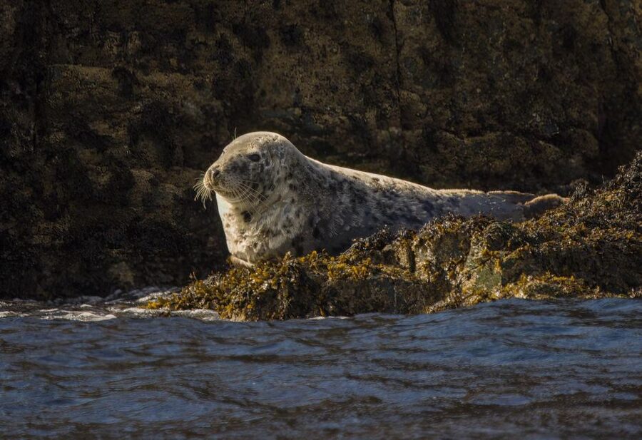 Cornwall: Guided Seal Safari by Boat - Price and Value: Is $37 a Good Deal for a Cornwall RIB Safari?