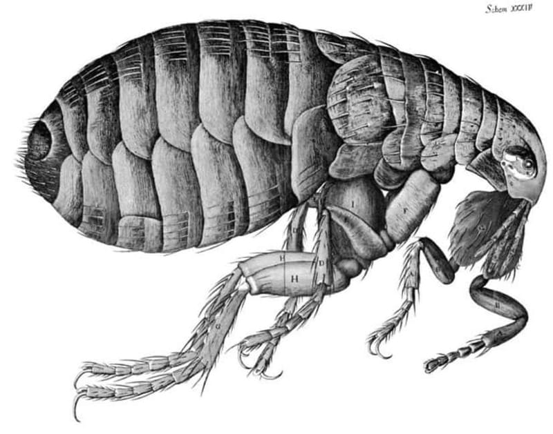 Disastrous London: Plague, Fire, and Revolution - Key highlights you will feel on the street